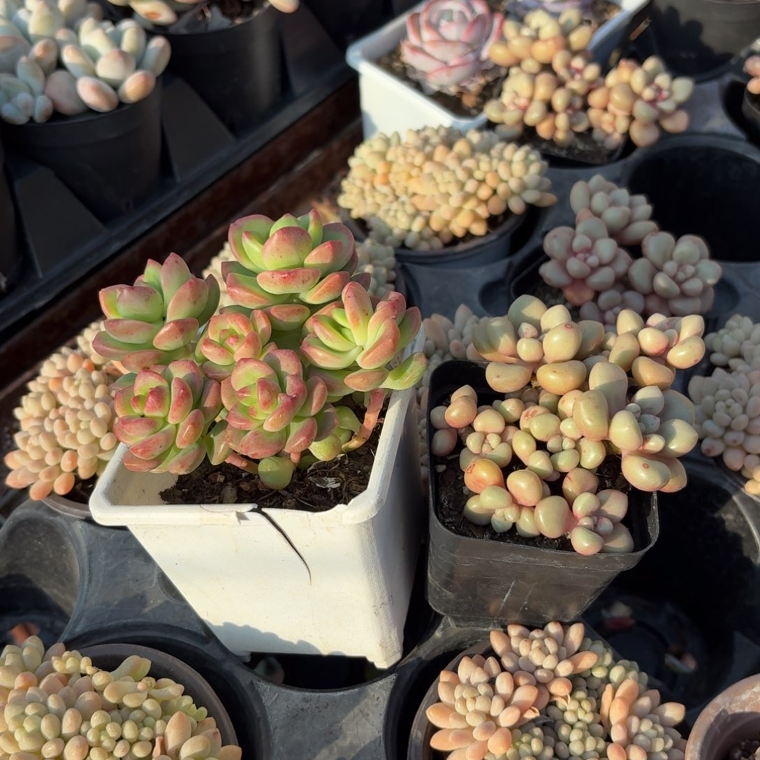 束***星先锋派➕阳光玫瑰2盆一组特价