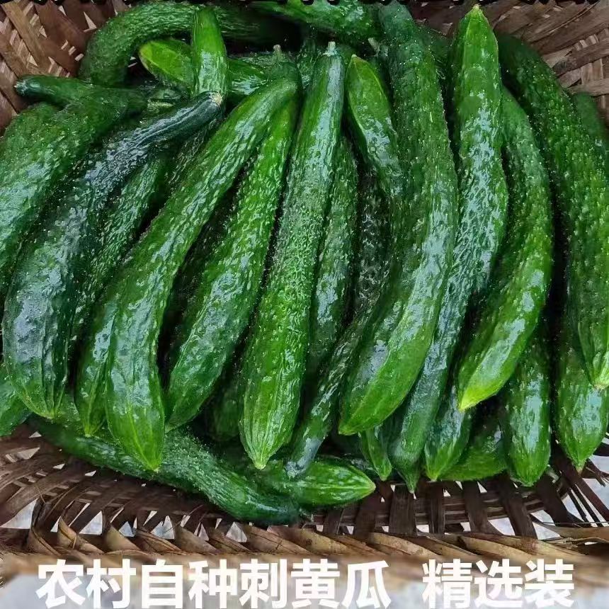 云南高山露天种植脆黄瓜