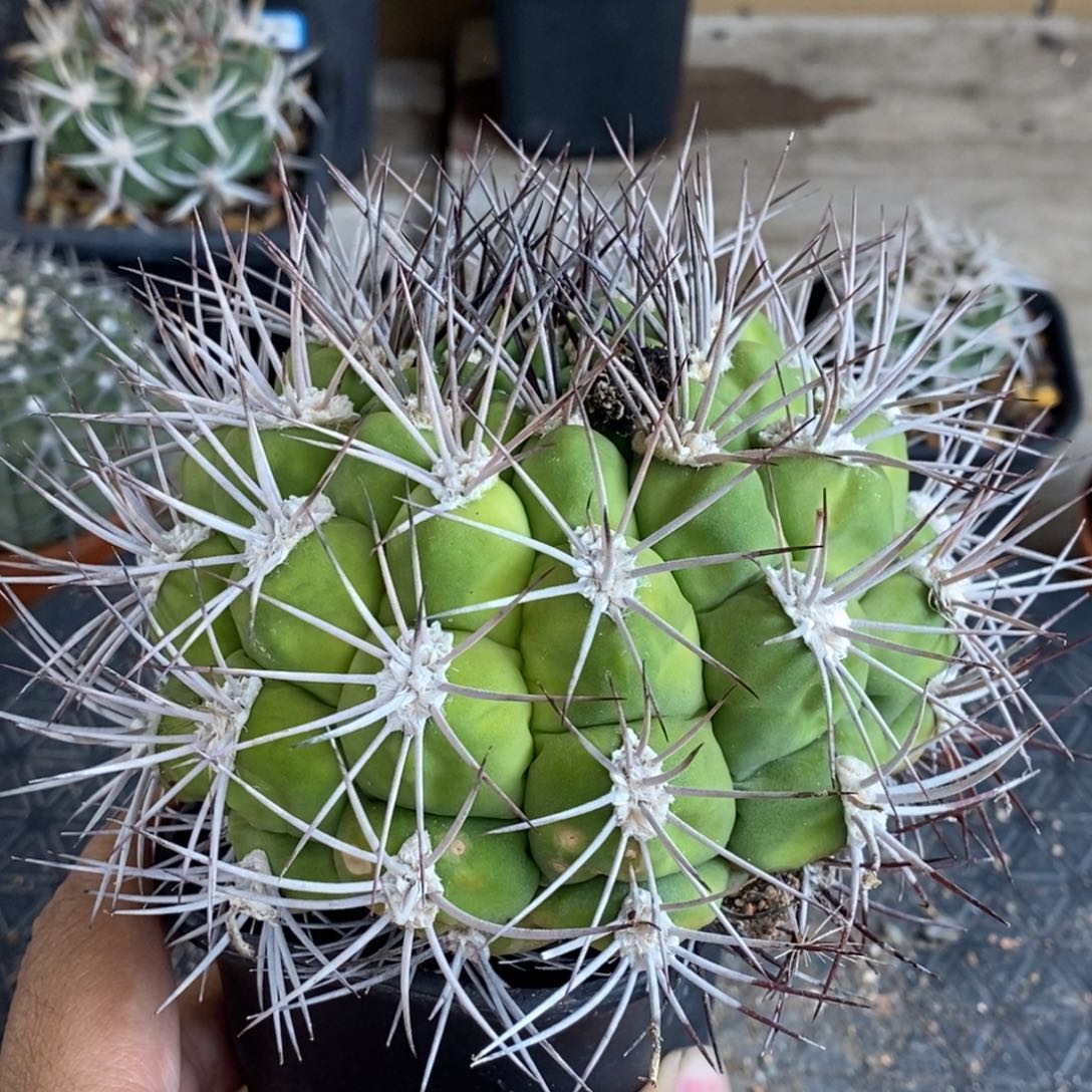 植播园艺控养新天地