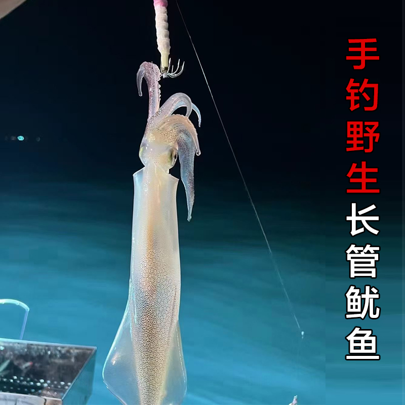 野生长管鱿鱼鲜活冷冻海兔子笔管鱼新鲜海鲜鱿鱼