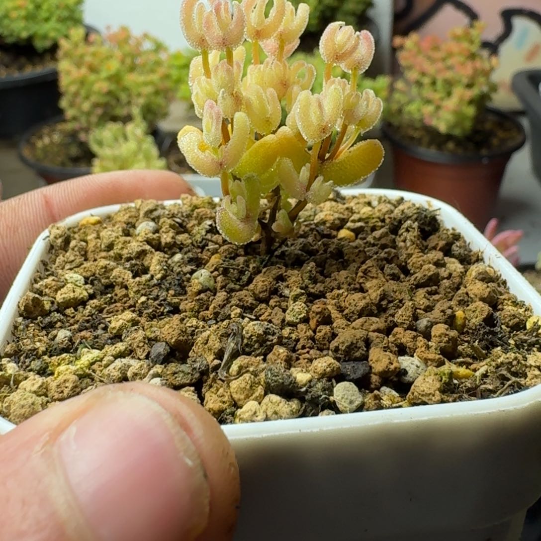 A****常月曲 多肉植物枝干