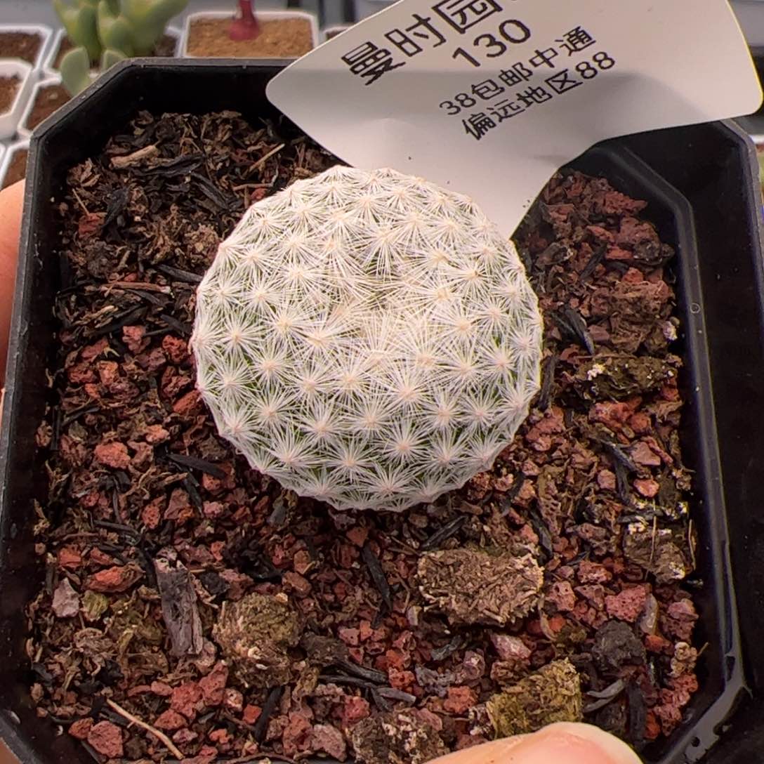 铛**铛130号球2.8多肉植物