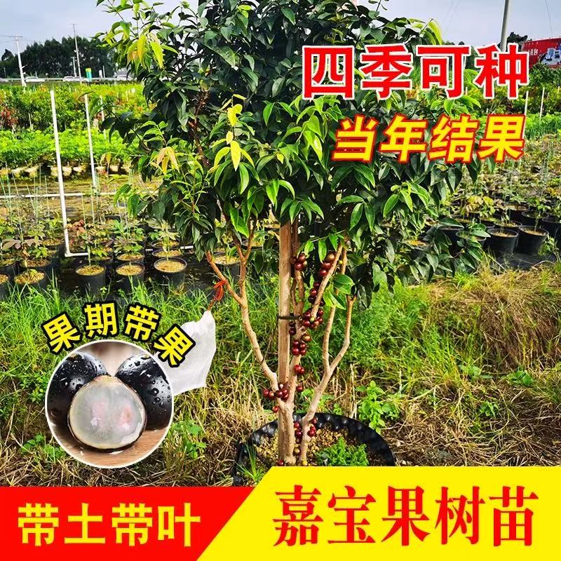 正宗四季嘉宝果苗树树葡萄果苗沙巴艾斯卡庭院果树南北方种植盆栽