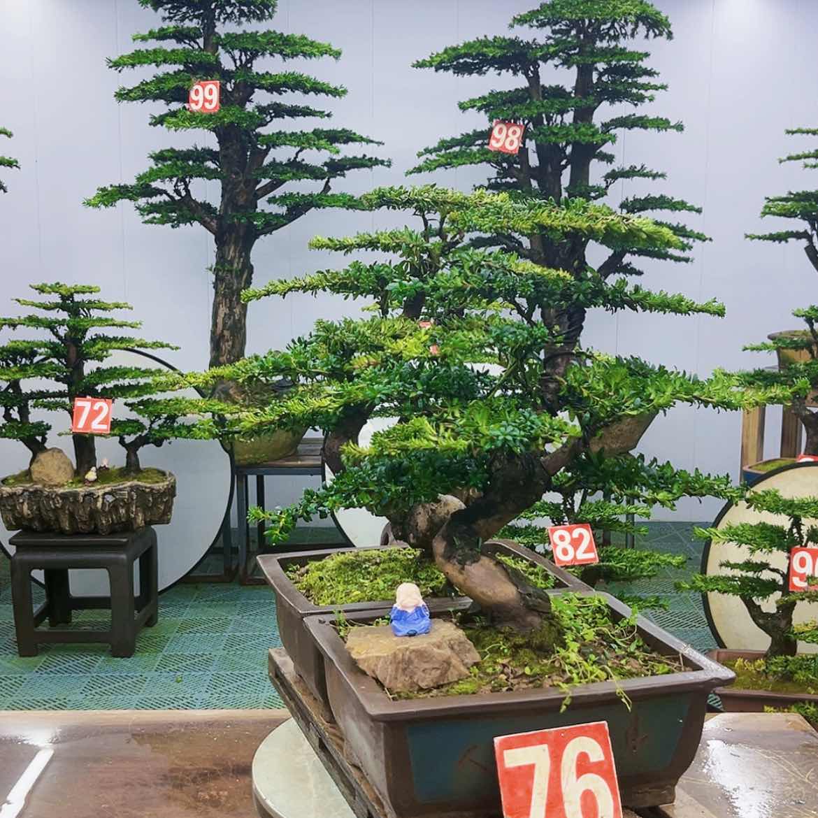 【闪购商品】罗汉松盆景的制作方法