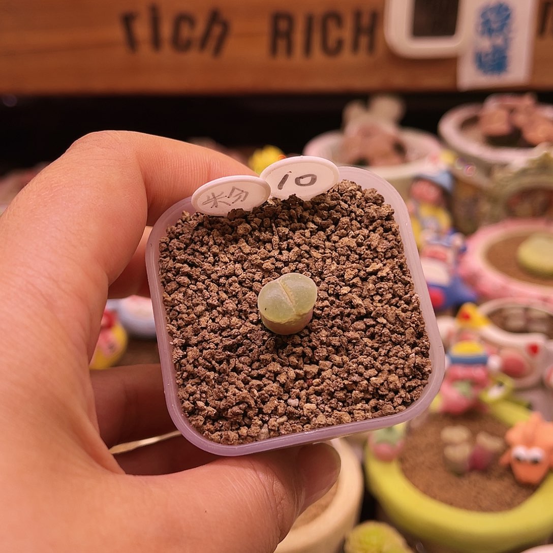 10号三年以上粉红女郎