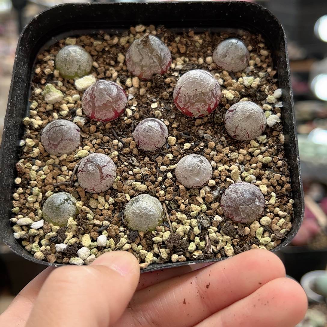 【闪购商品】23 灯泡 带盆