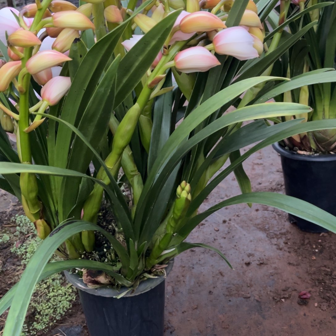 完全开放诱惑8支花