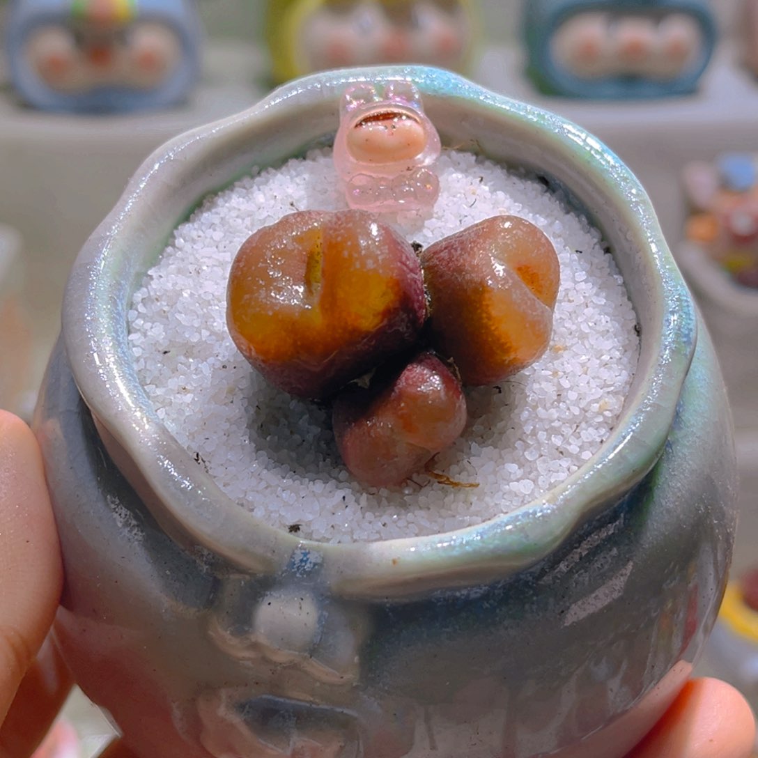 031高端多肉带盆土一套28