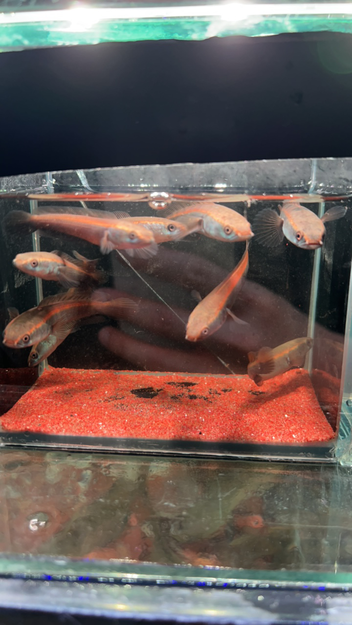 8-10中加红帝王黑魔神雷龙