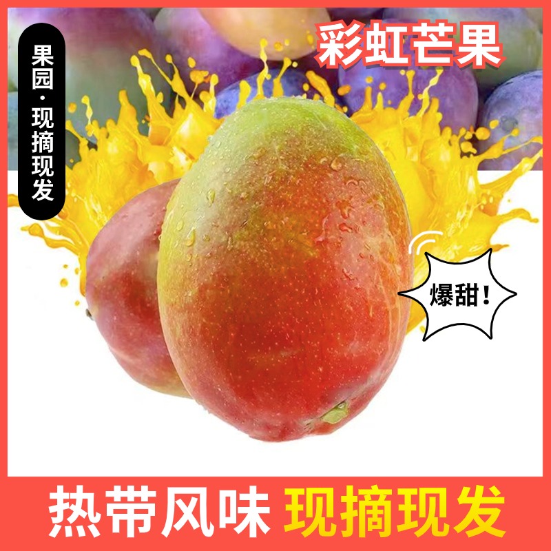 【彩虹芒】正宗攀枝花高山种植果园新鲜采摘当地水果香甜多汁