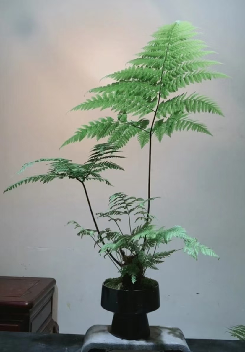 虹鳞蕨 水培苔藓球 室内绿植 一物一拍