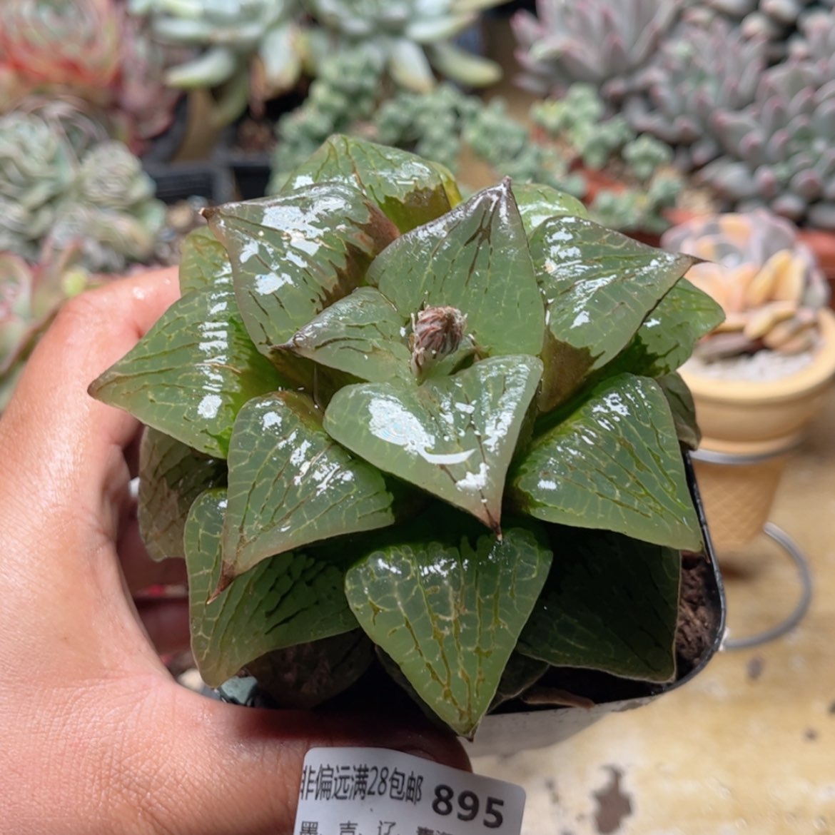 【闪购商品】895水晶寿