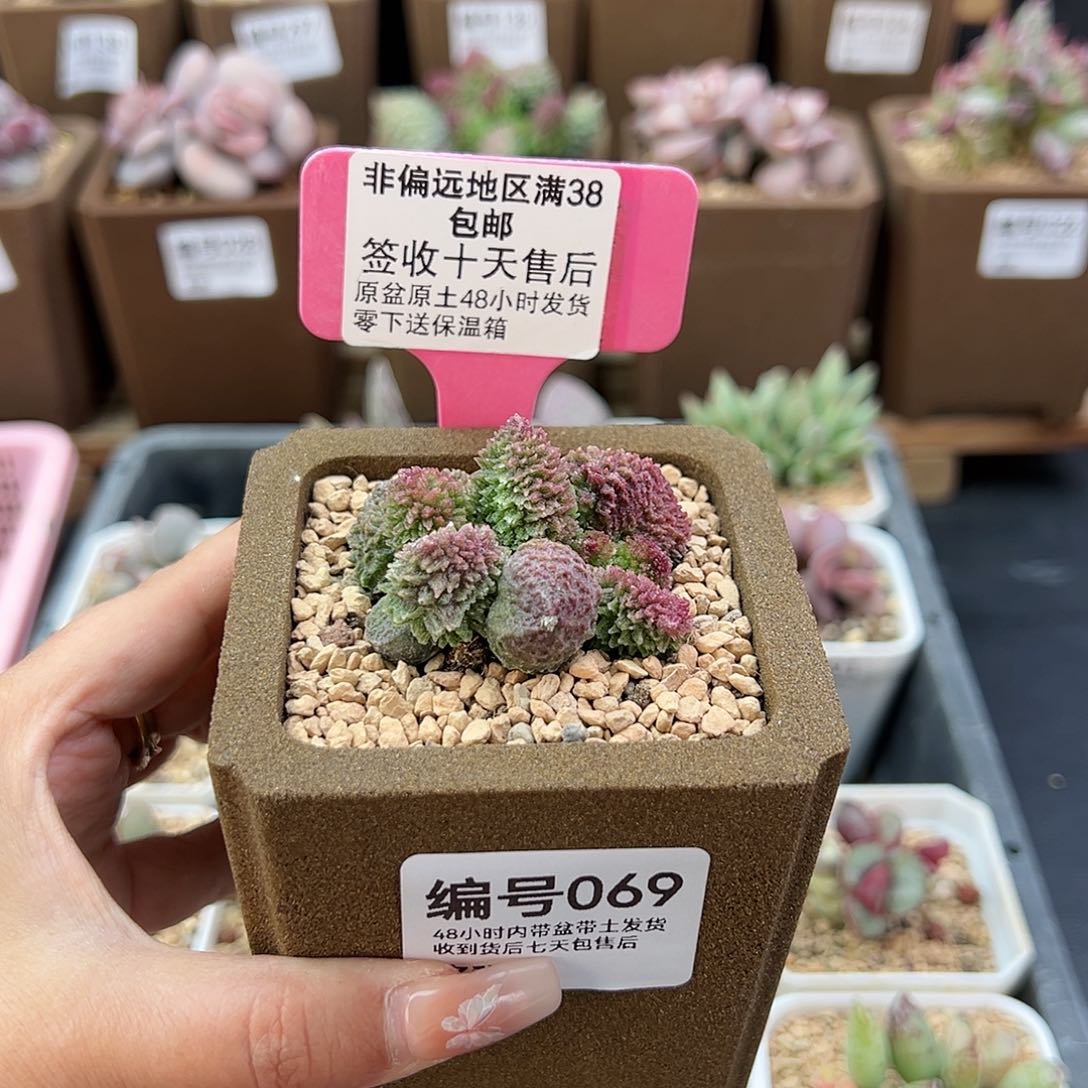 069朱紫玉多肉植物