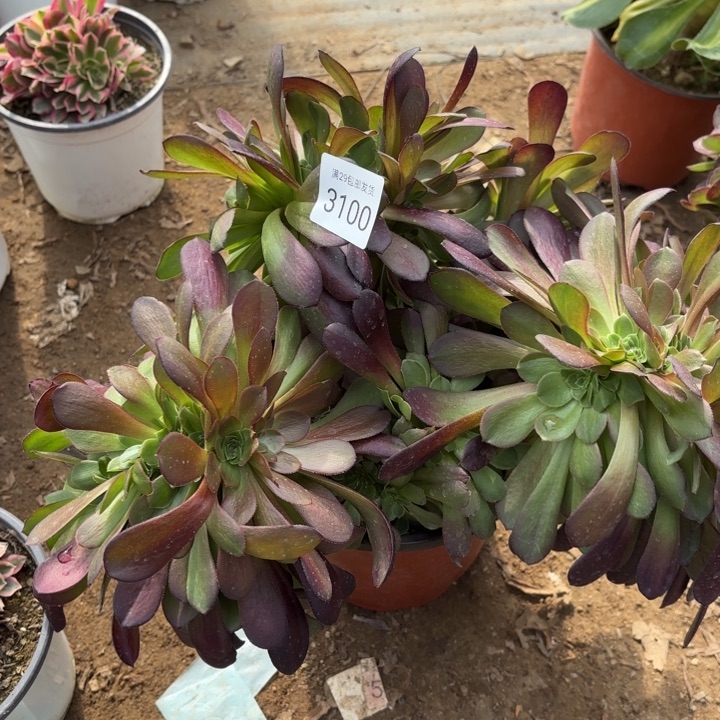 欧紫坠多肉法师3100