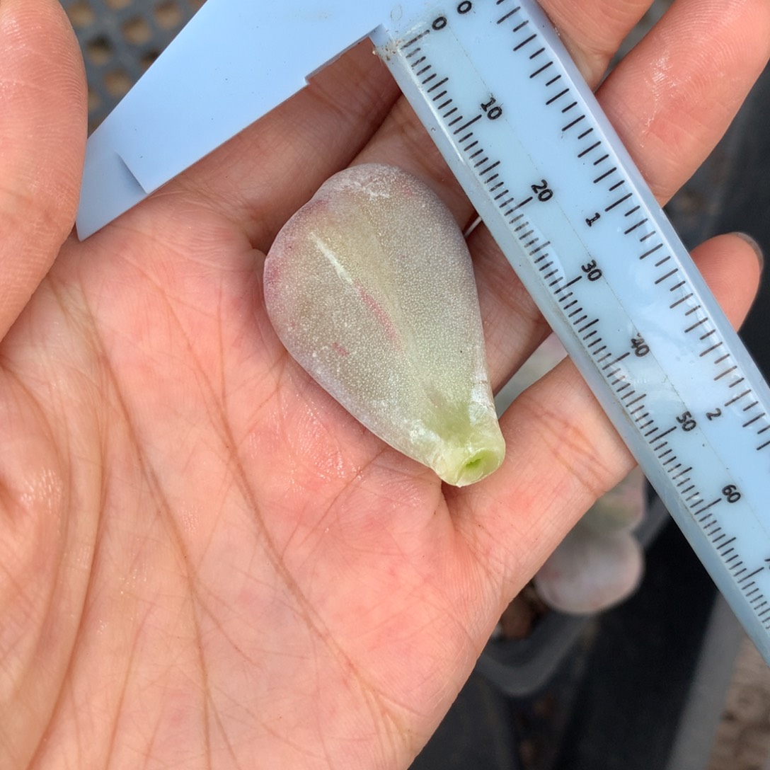 油煎锦 精品韩国奶酪多肉