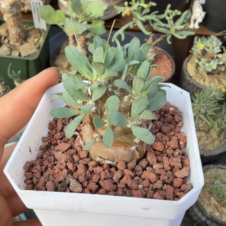 派马杂厚墩菊（满28包邮）