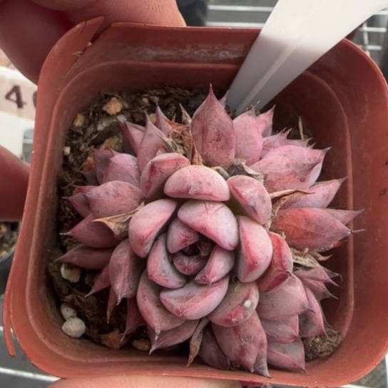 116 一物一拍多肉