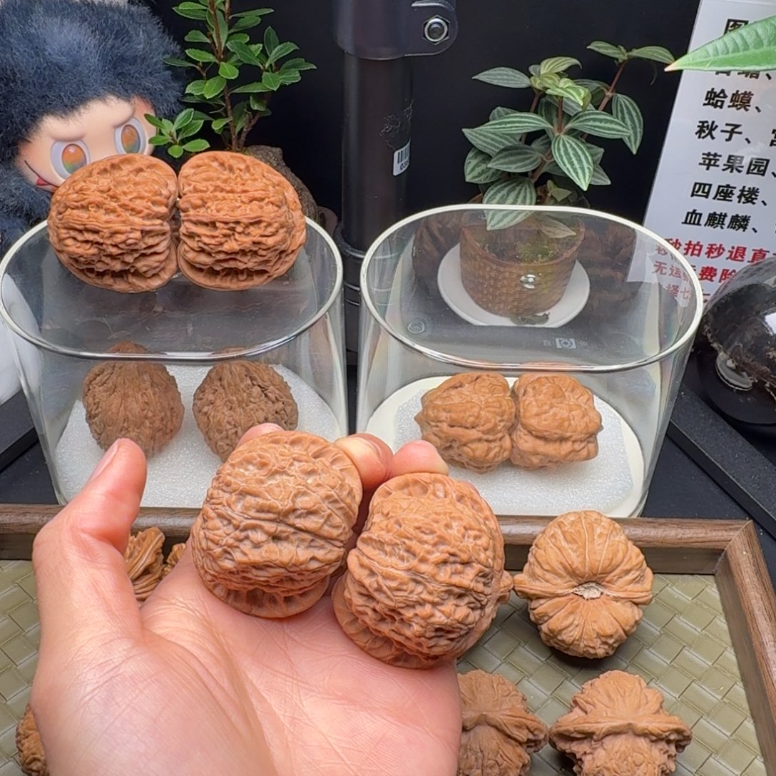 吊坠龙脊菩提全品血麒麟43+（水尖）福利对