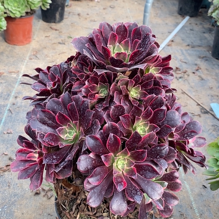 金丝玫瑰多肉植物47。