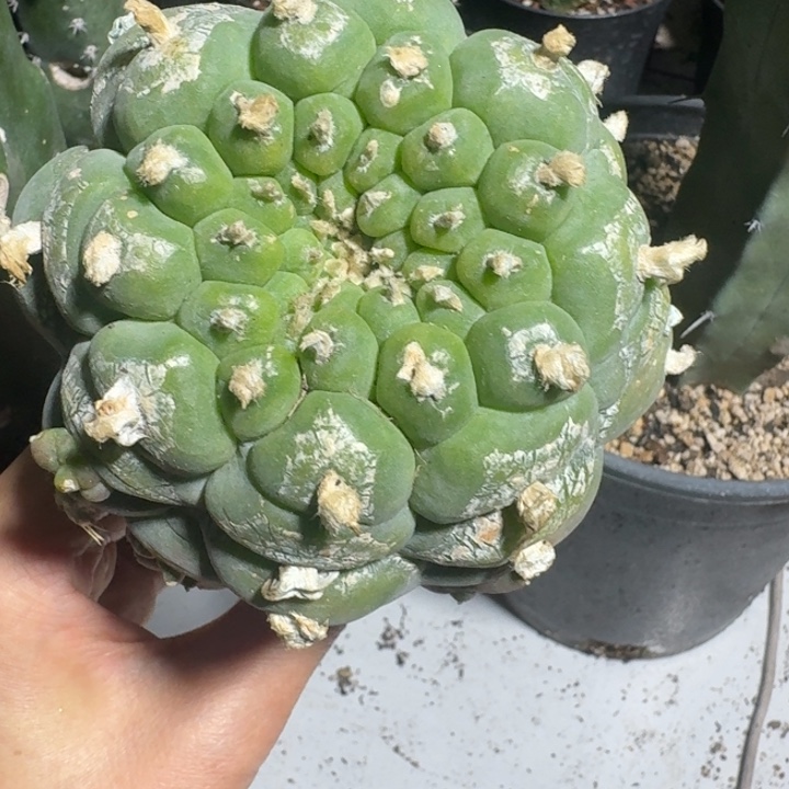 苗接大优仙人球10公分