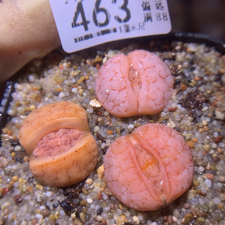 精品生石花213.463