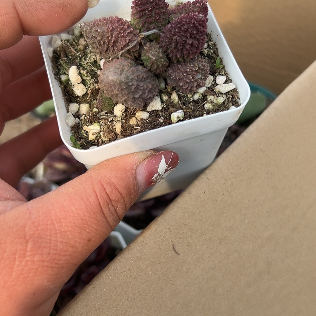多肉植物红荔枝皮