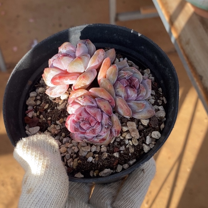 三头胖脸紫心哈哈哈哈