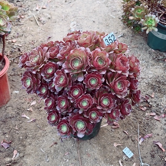 352万圣节老桩掐心爆崽