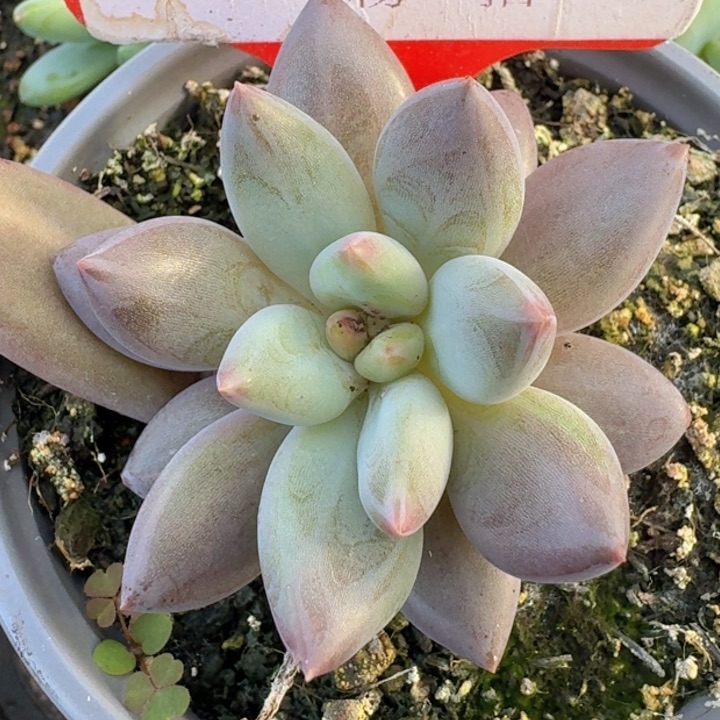美人杂378多肉植物