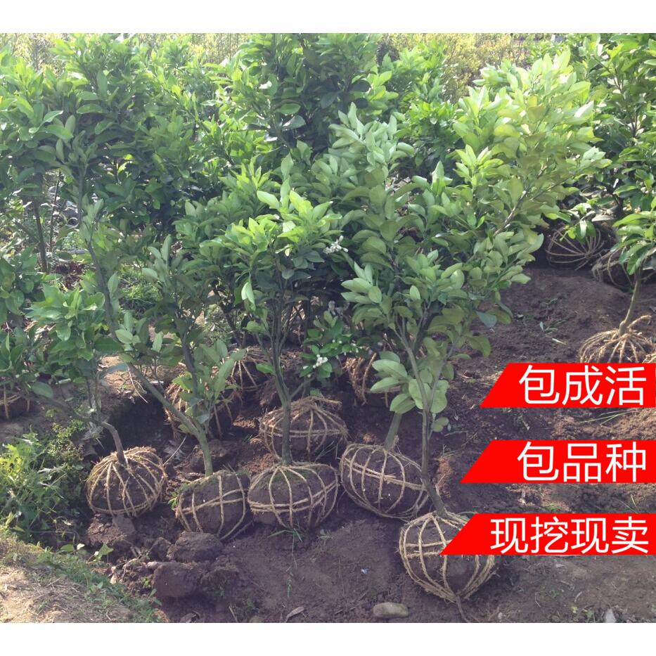 果树苗三红蜜柚子树苗沙田蜜柚红心柚子苗嫁接苗橘树苗桔子树苗