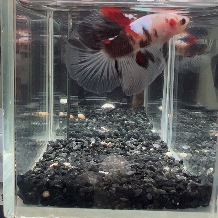 斗鱼跑单拉黑10日14