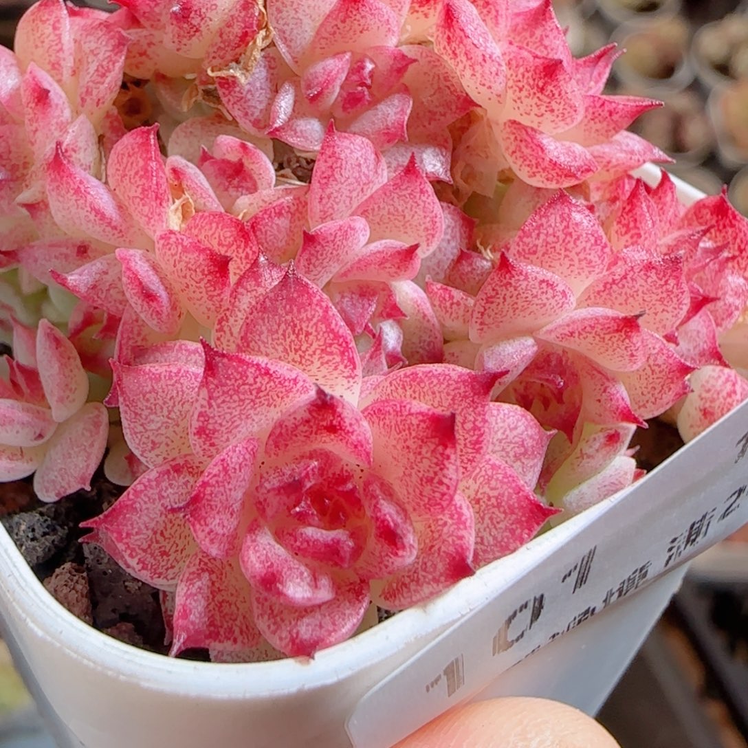 花语多肉0103-101散