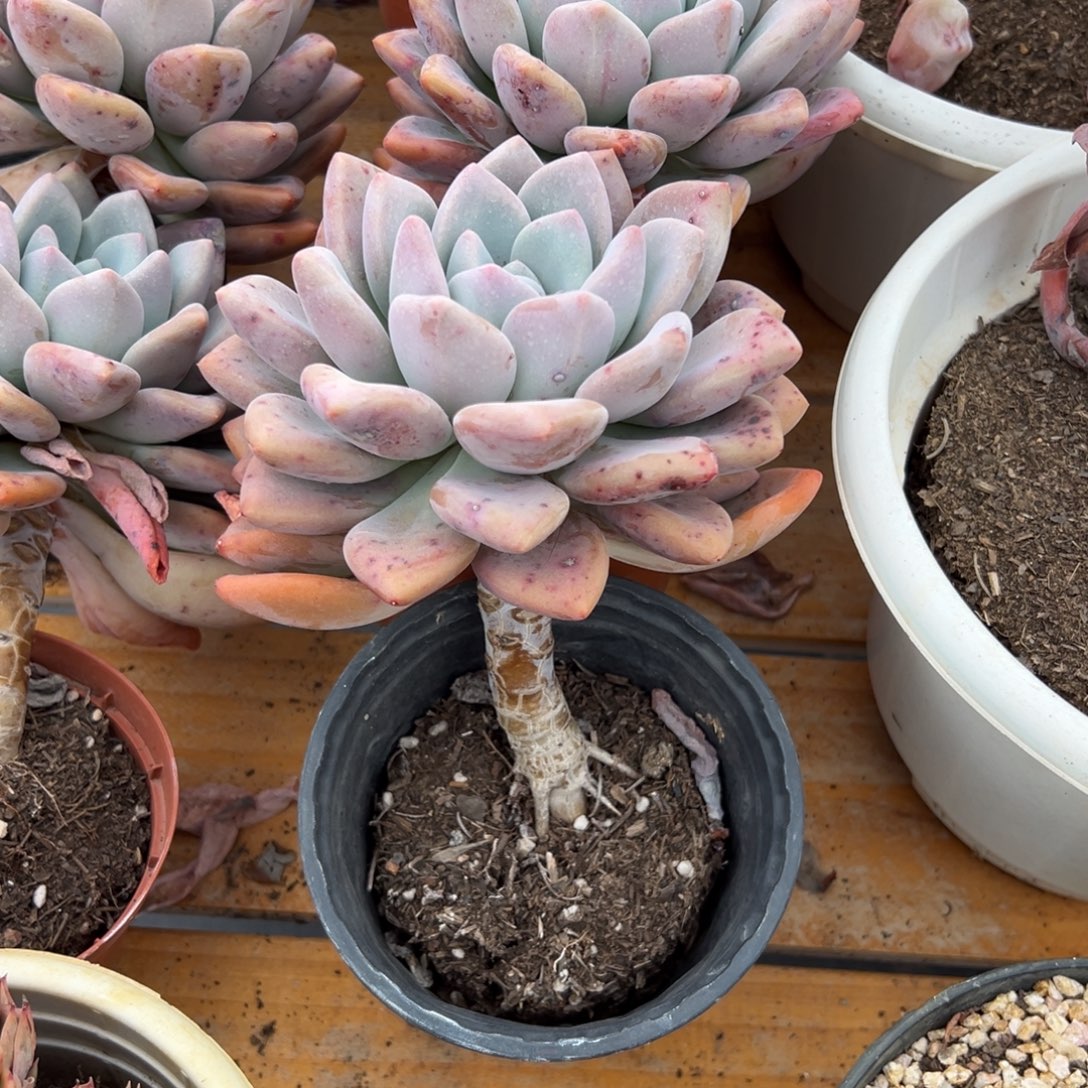 多肉单头奥普【非偏远地区满18包邮】