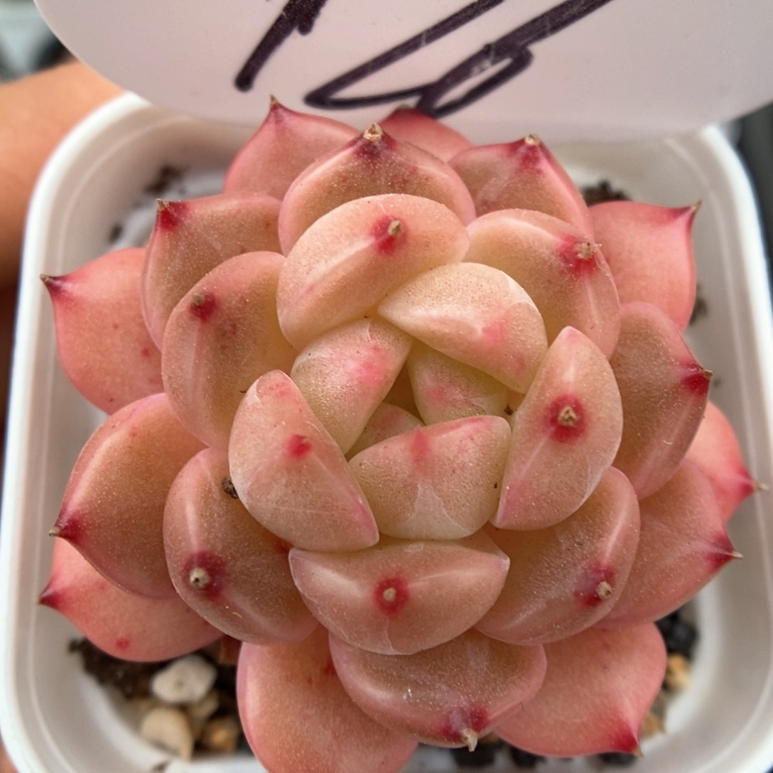 糖心珍妮可拍976号 