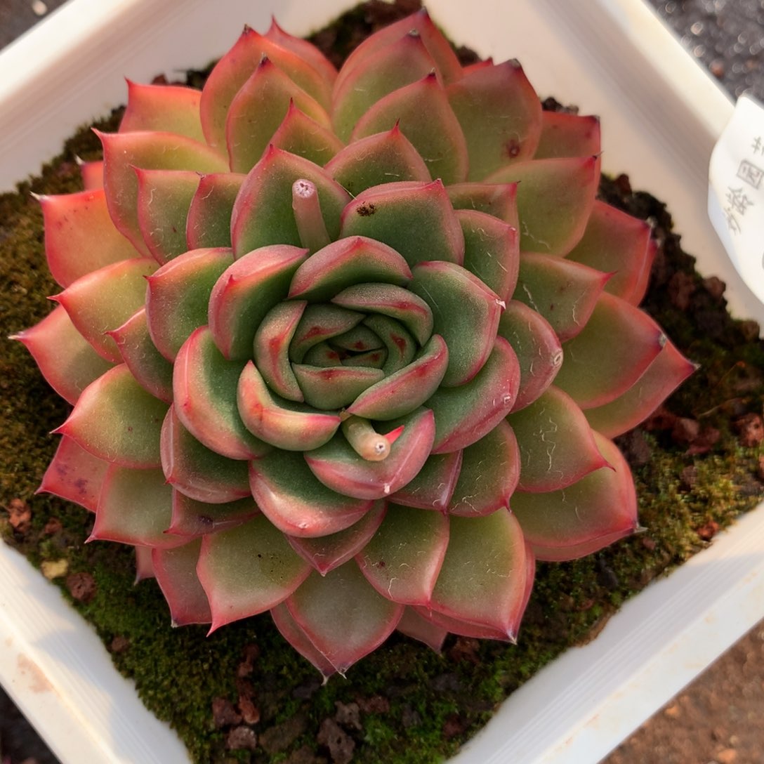 258杂交多肉9冠幅