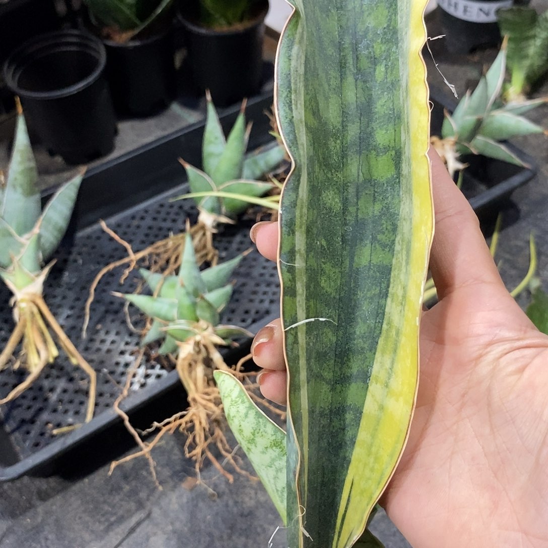 锦***山无花朵银虎锦虎皮兰123