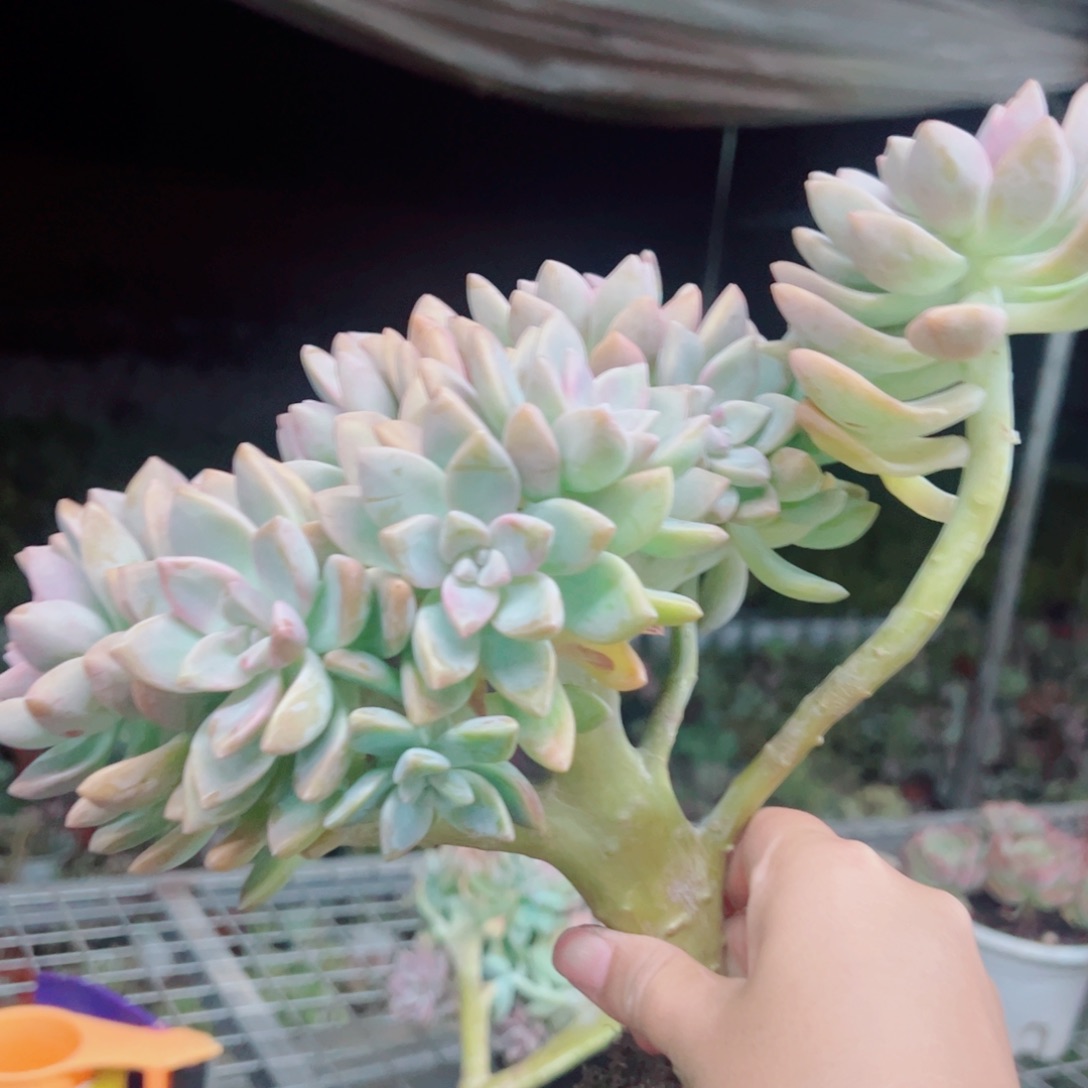 淡雪缀化整装整群大盆