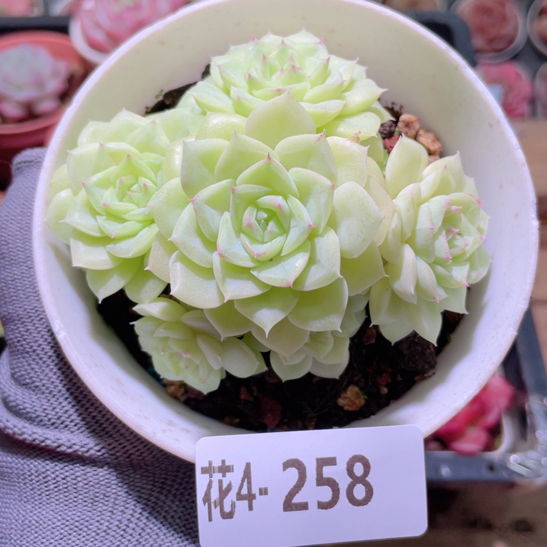 花利美 4-258白天鹅