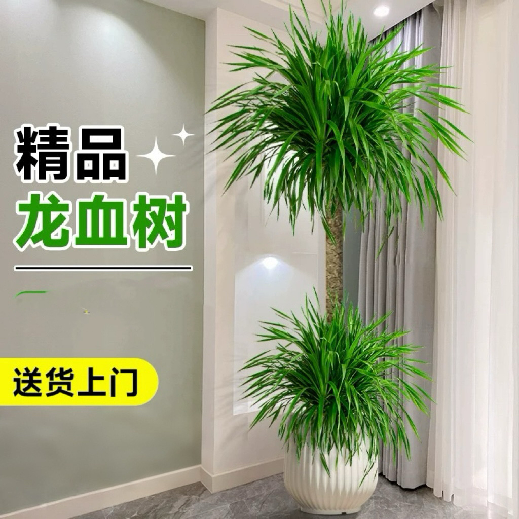 【双层龙血树】客厅绿植室内大型吸甲醛盆栽办公室招财盆景植物