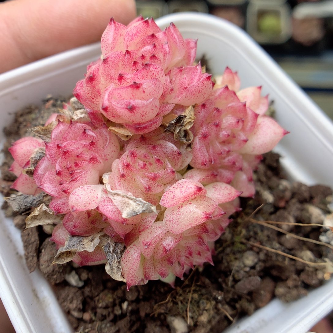 X103 ，20包邮两天凑单