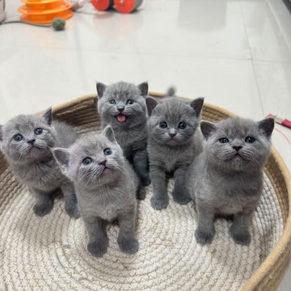 精品宠物猫蓝猫幼猫包子脸蓝胖子猫