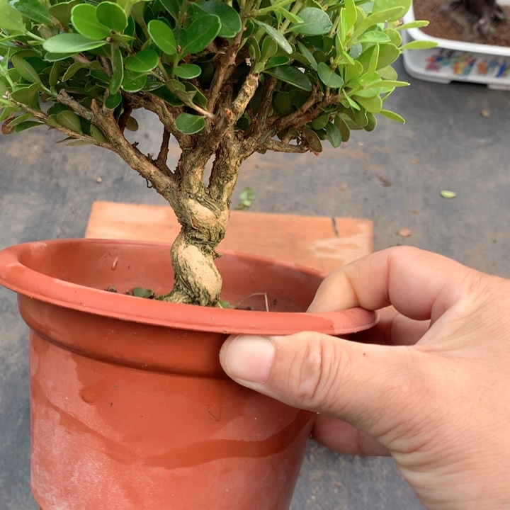 不开花植物黄杨一盆