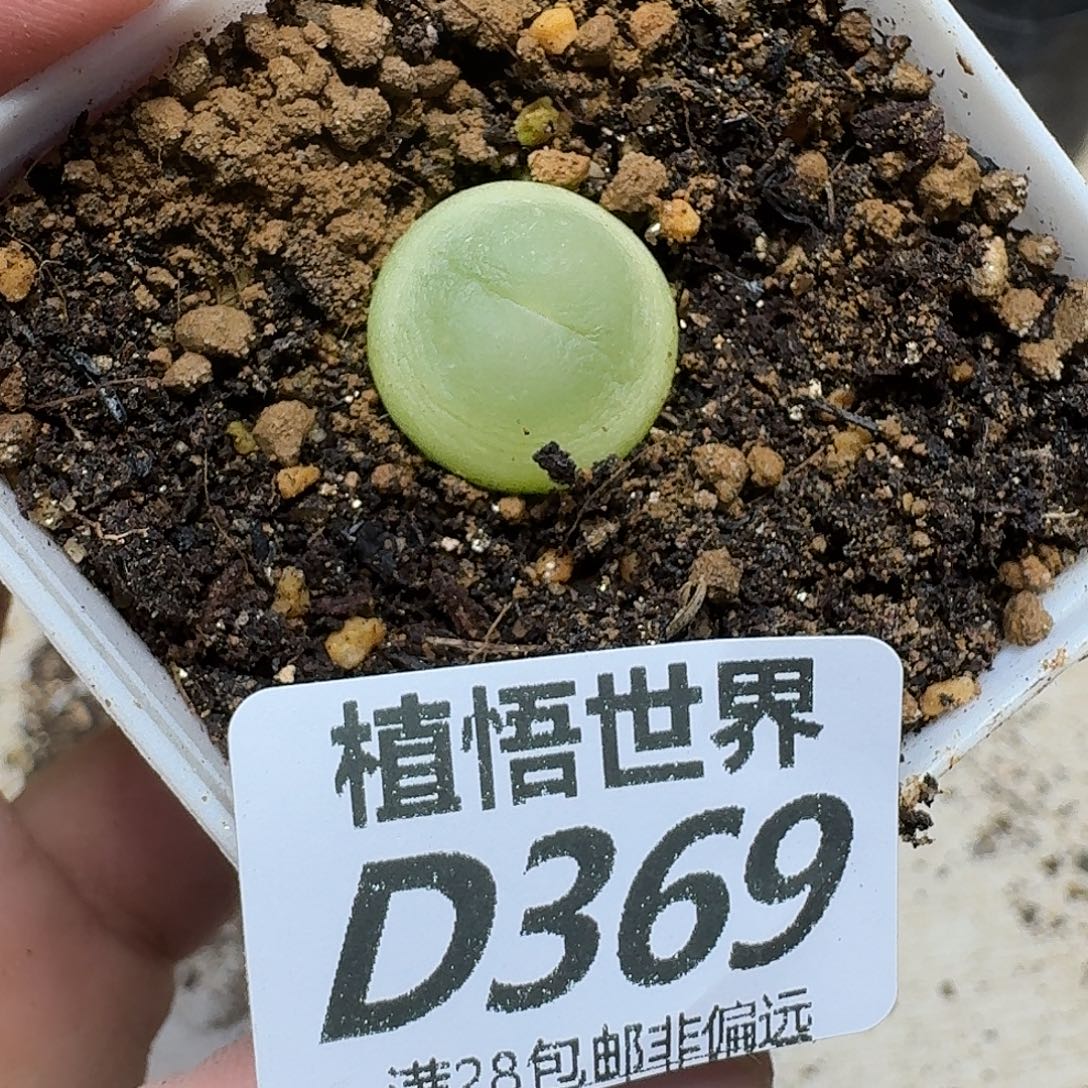 多肉植物的润泽fgg