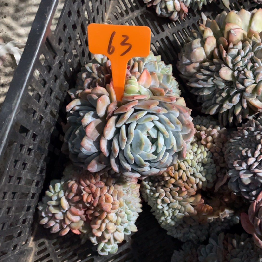 星影缀化多头群生63