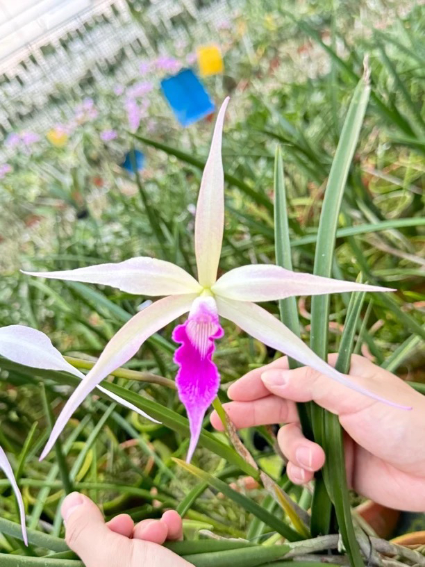 烟火 卡特兰 分株裸根 苗株 微瑕疵 鲜花绿植