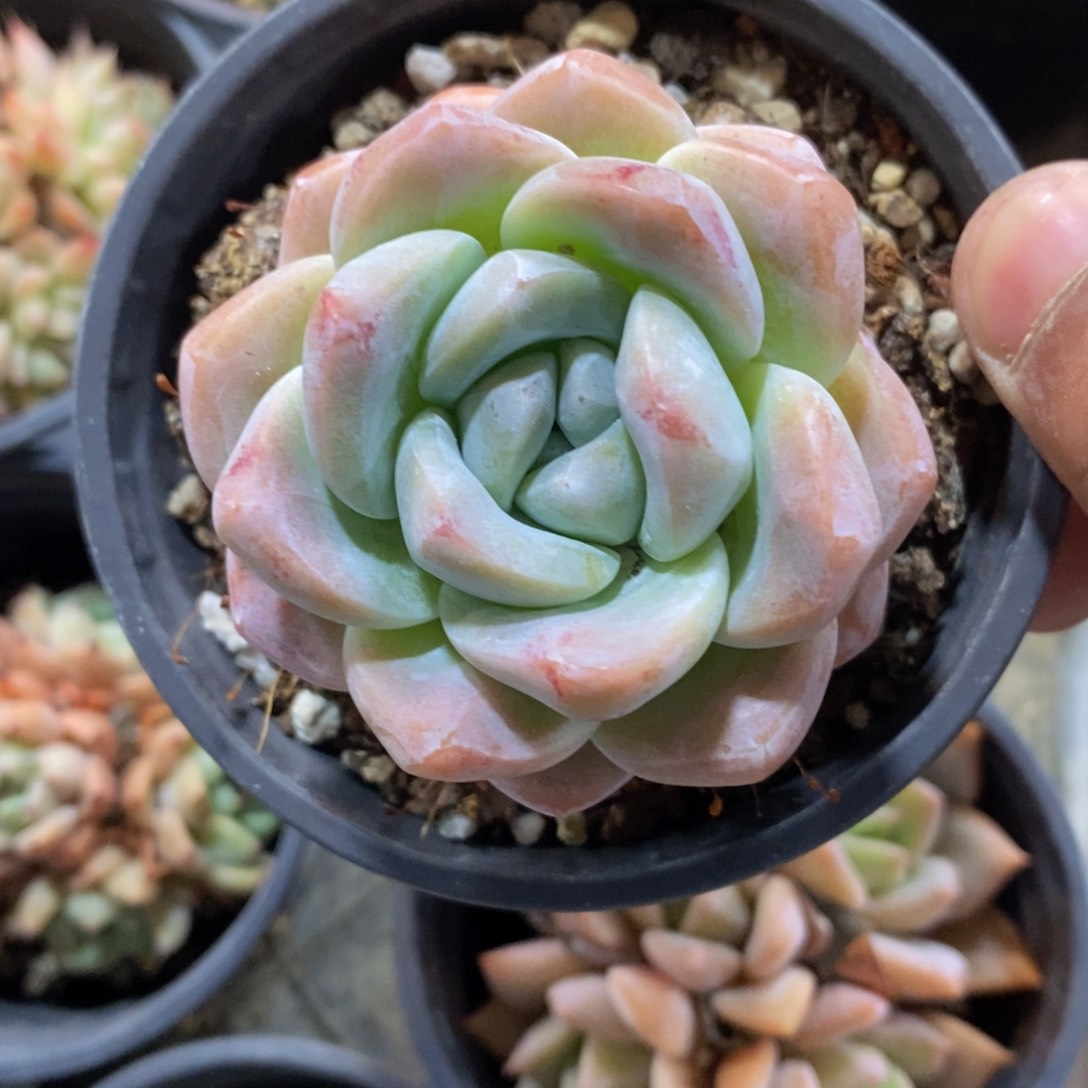 一物一拍精品多肉_