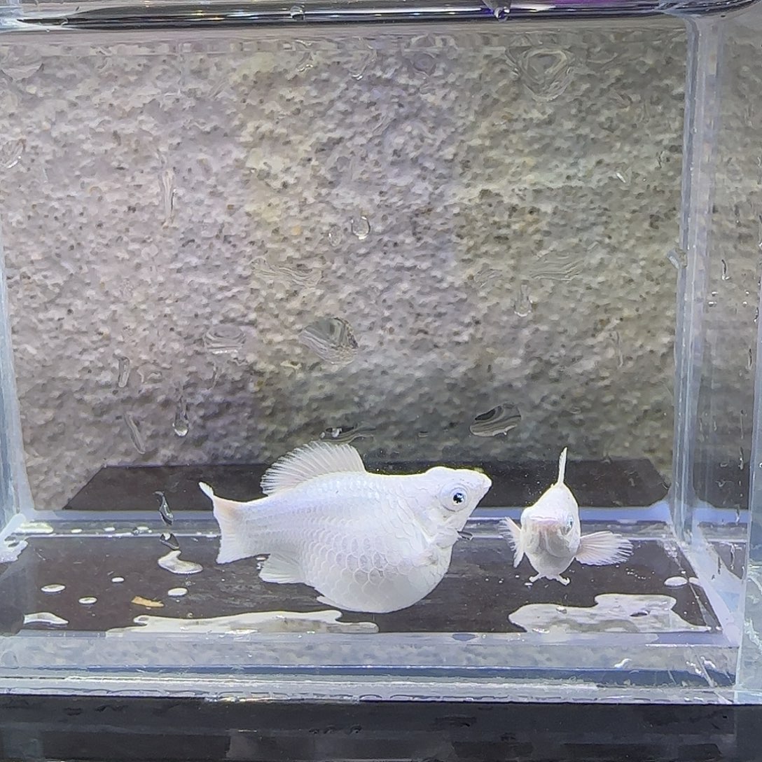 黑玛丽鱼瓷白圆尾。87号