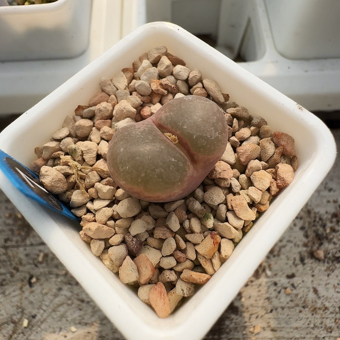 多肉植物福利风铃7