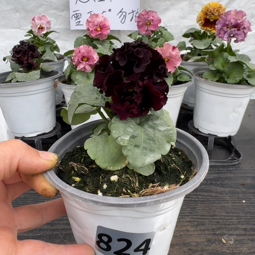 全部花朵524号晚礼服