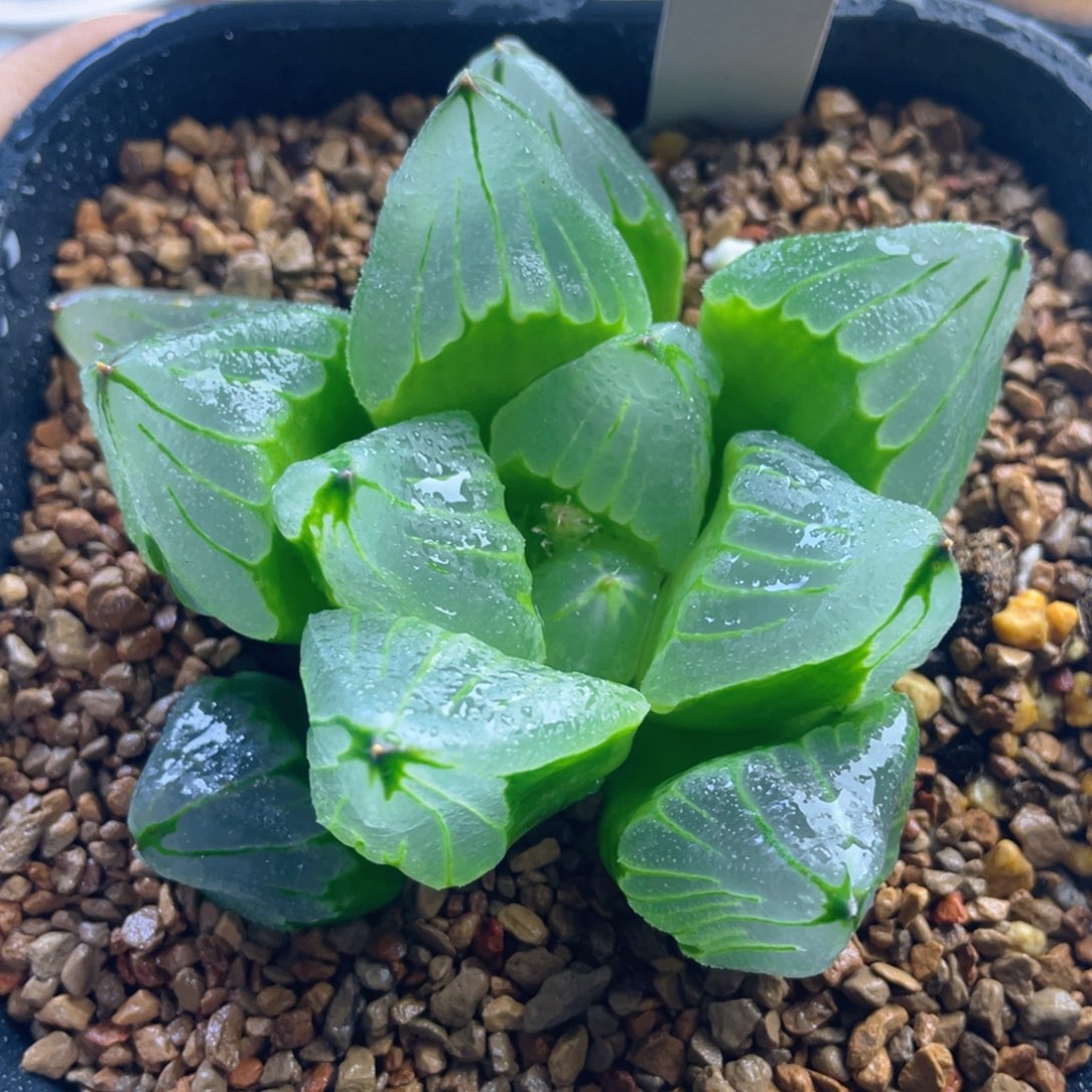 8.十二卷多肉巨大化冰城寿。